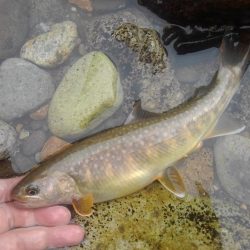 九頭竜川水系でイワナ釣り